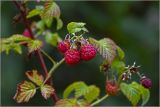 Rubus idaeus. Верхушка побега с созревающими плодами. Московская обл., Раменский р-н, окр. дер. Хрипань, садовый участок. 29.06.2026.