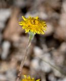Pulicaria odora