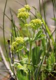 Alchemilla subcrenata. Верхушка цветущего растения. Ленинградская обл., Ломоносовский р-н, окр. дер. Мал. Забородье, берег пруда, лужок. 21.05.2025.