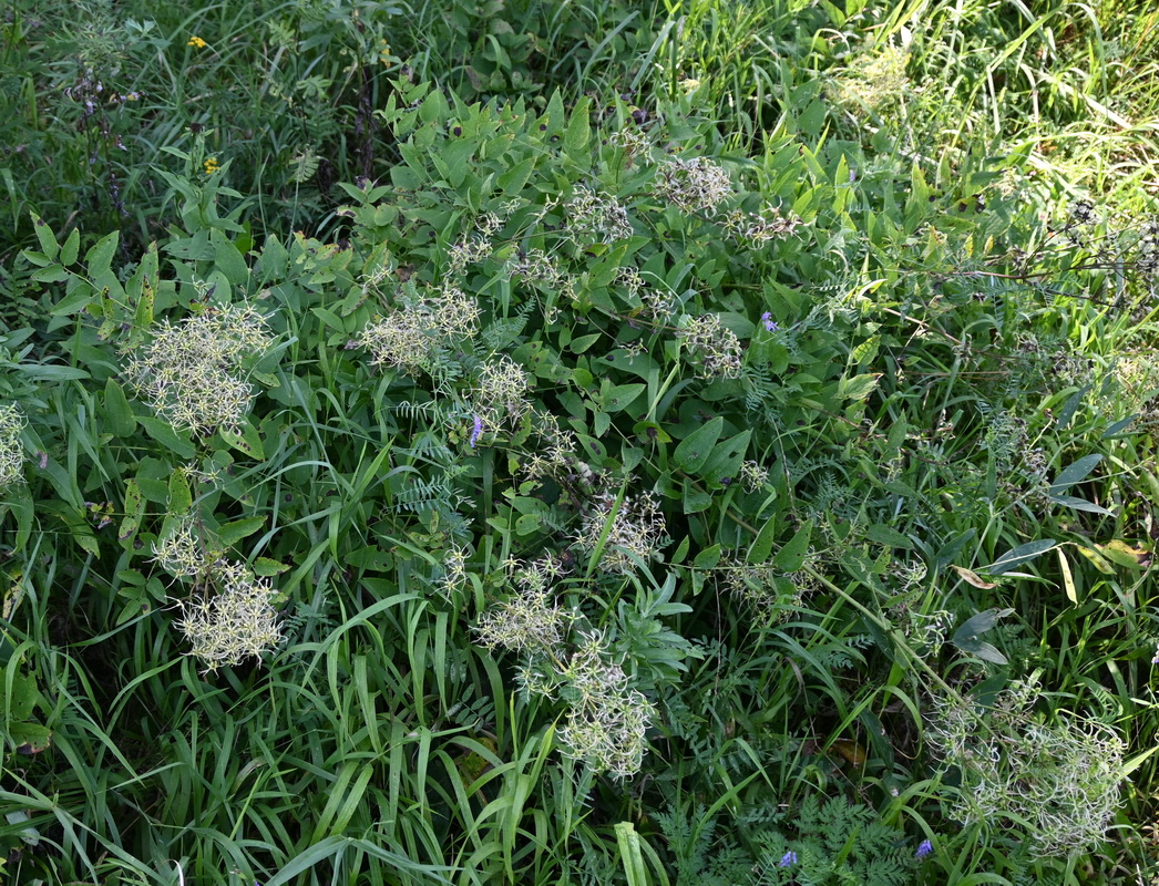 Image of Clematis recta specimen.