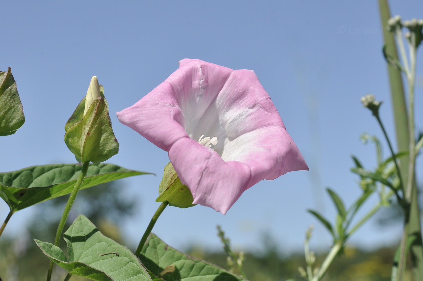 Image of genus Calystegia specimen.