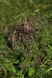 Thymus ovatus
