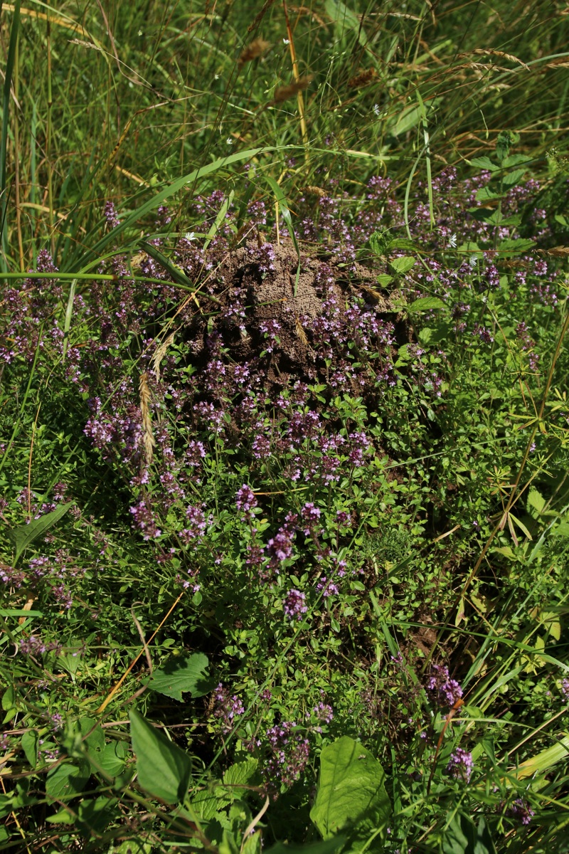 Image of Thymus ovatus specimen.