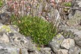 Saxifraga kolenatiana. Прикорневые розетки листьев цветущих растений. Карачаево-Черкесия, Карачаевский р-н, ущ. ручья Тырменлыкол, 2100 м н.у.м., каменистое русло ручья. 07.08.2026.