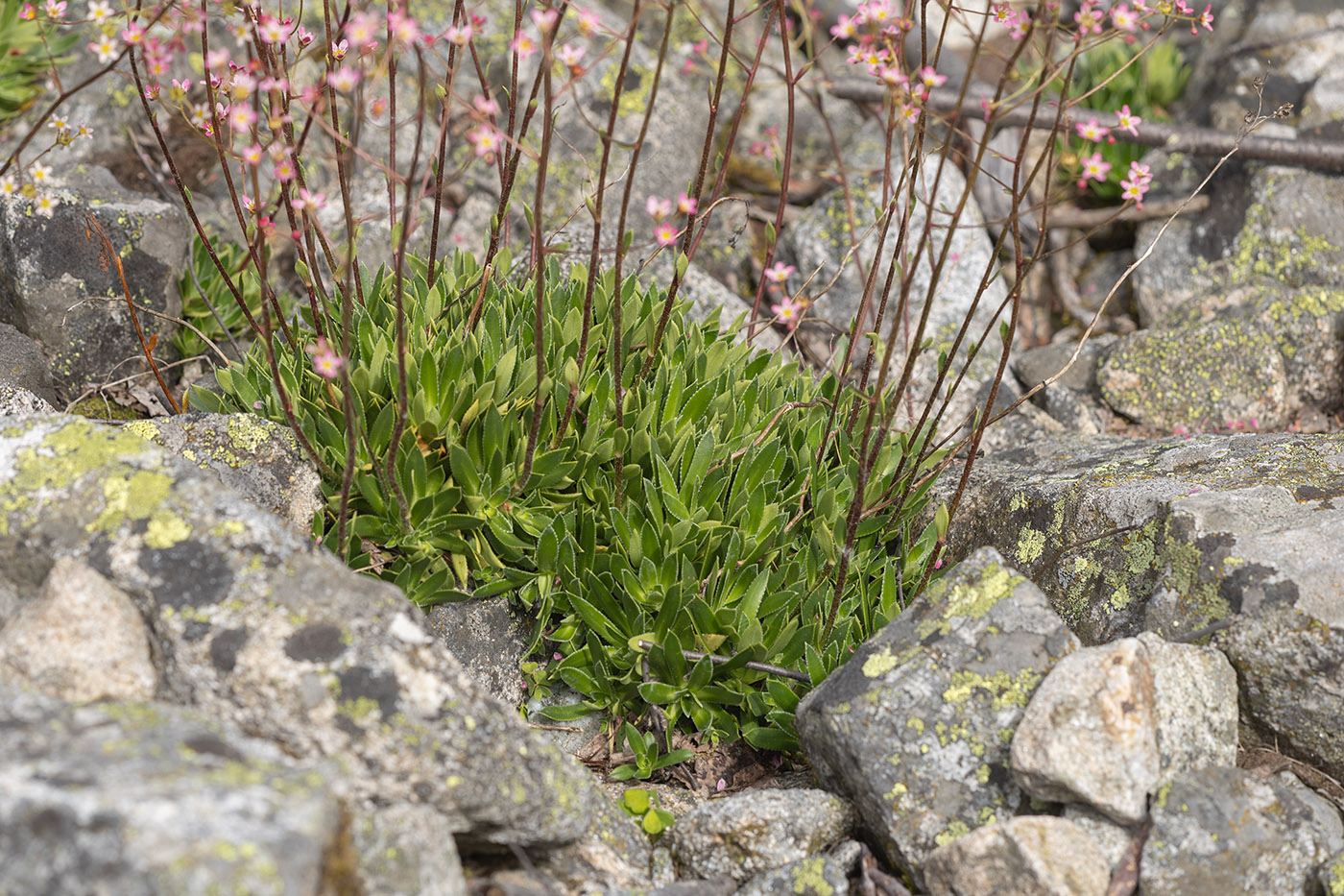 Изображение особи Saxifraga kolenatiana.