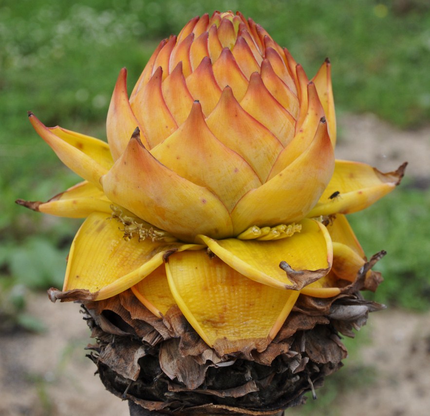 Image of Ensete lasiocarpum specimen.