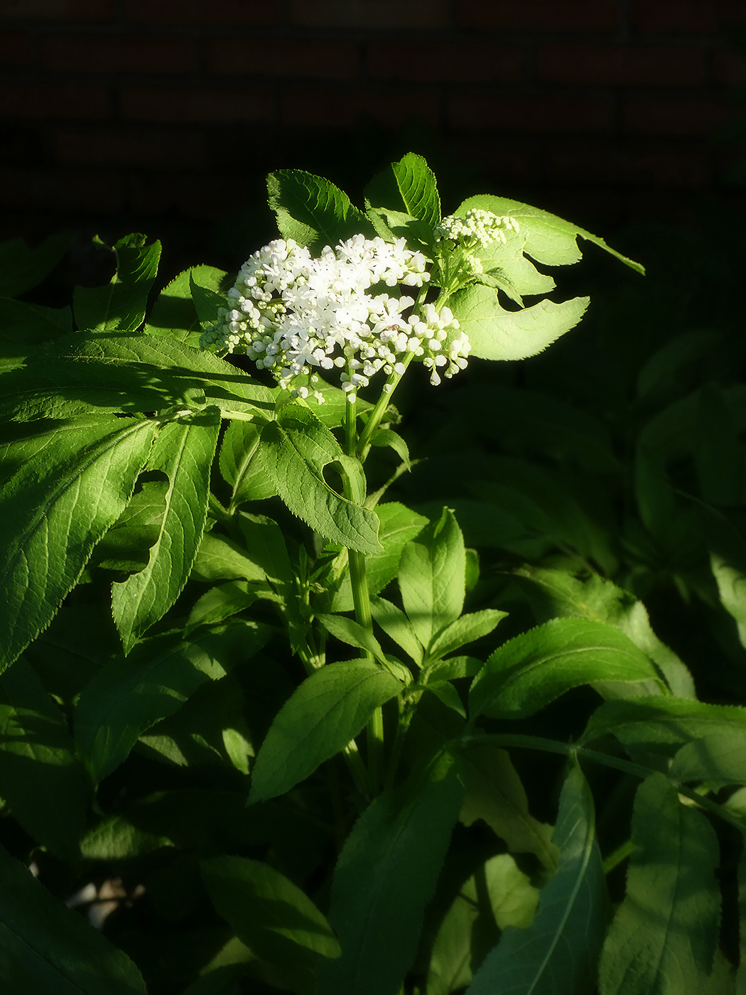 Изображение особи Sambucus ebulus.