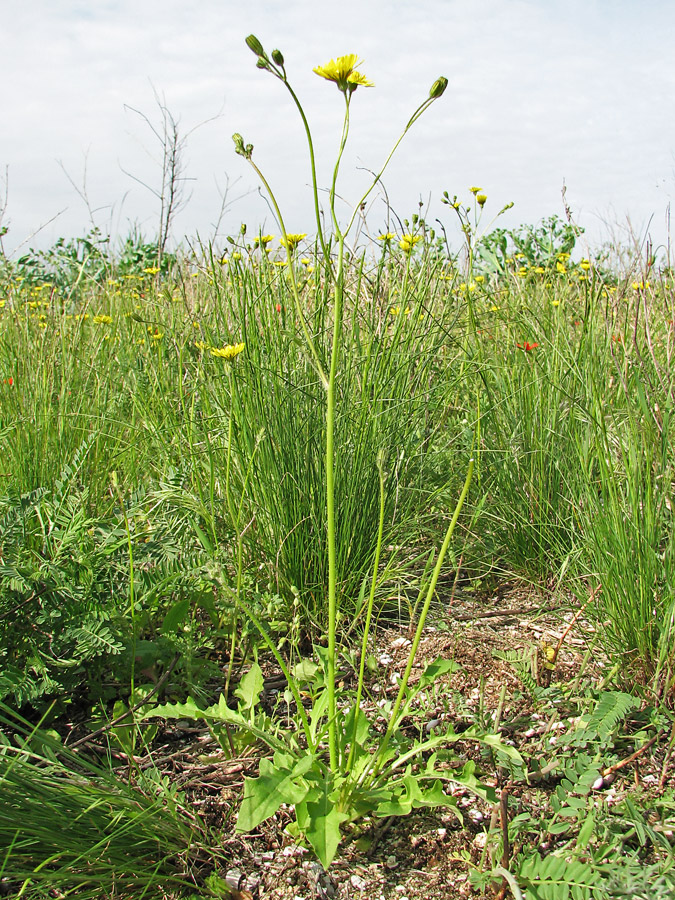 Image of Lagoseris sancta specimen.