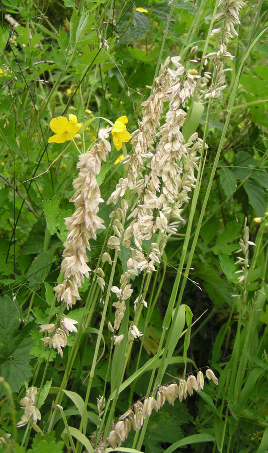 Image of Melica altissima specimen.