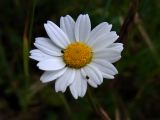 Anthemis arvensis
