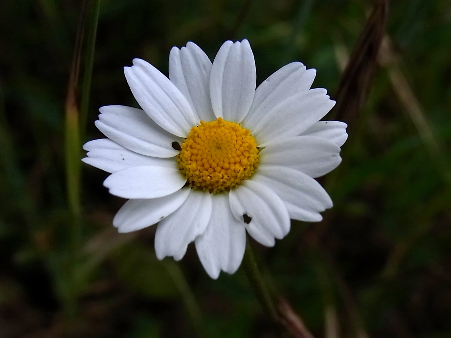 Image of Anthemis arvensis specimen.