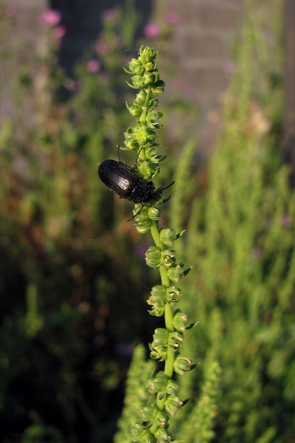 Image of Beta maritima specimen.