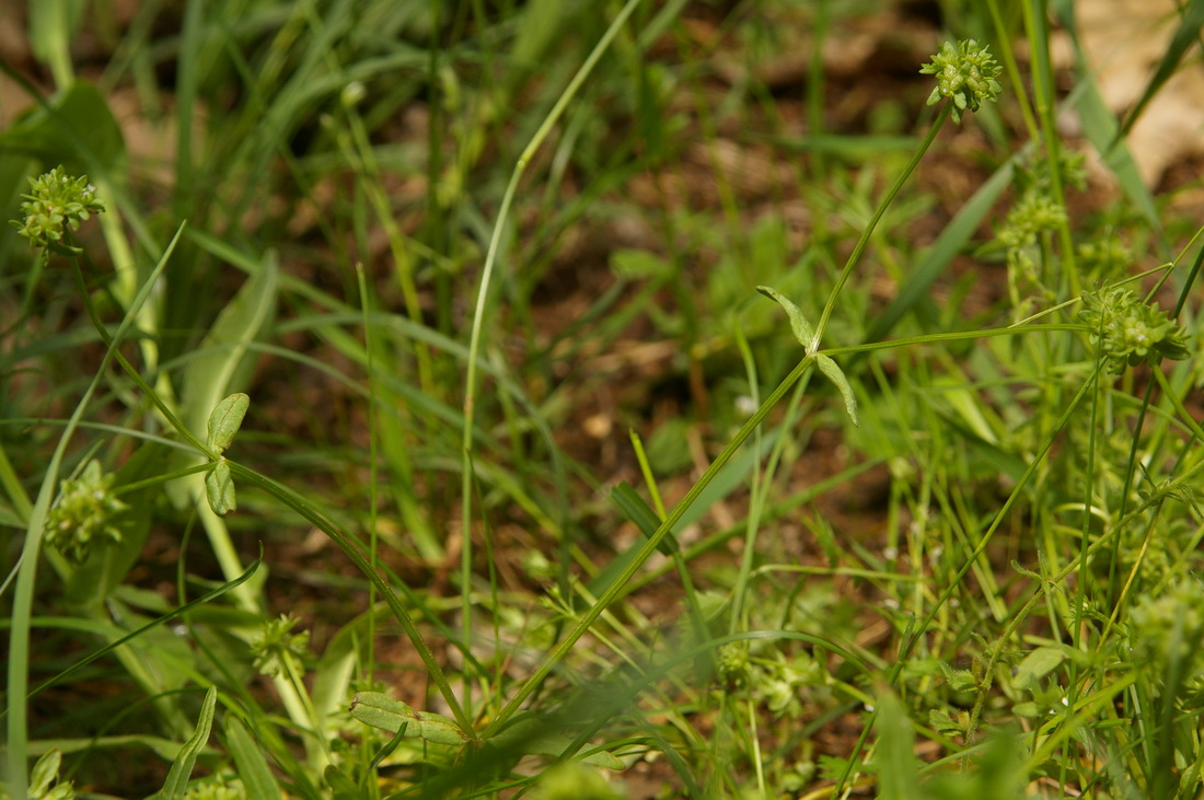 Image of Valerianella locusta specimen.