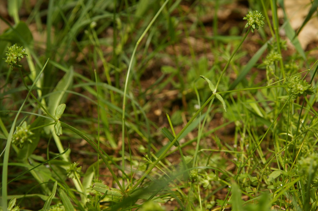 Изображение особи Valerianella locusta.