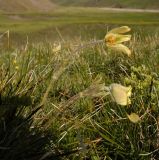 Pulsatilla albana. Цветущее растение. Приэльбрусье, северный склон Эльбруса, урочище Ирахик-Тюз, выс. 2570 м н.у.м. Середина июня 2011 г.