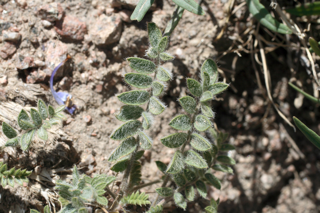 Image of Oxytropis submutica specimen.