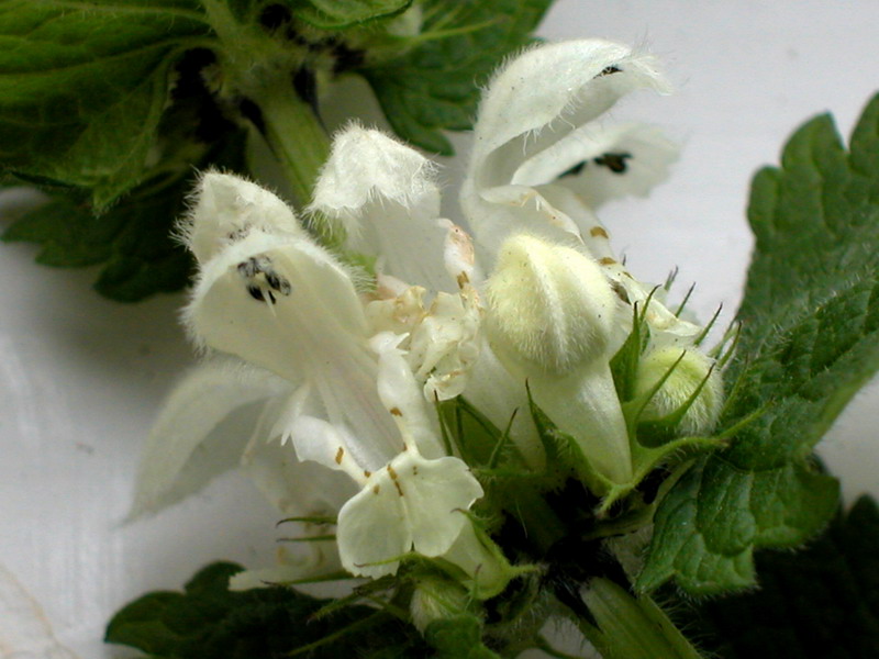 Image of Lamium album specimen.