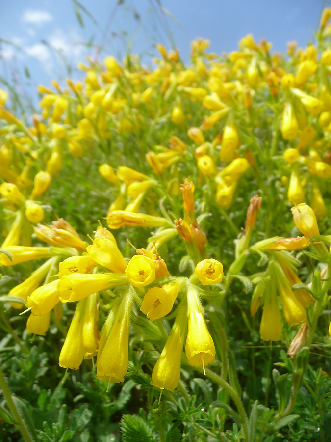 Image of Onosma taurica specimen.