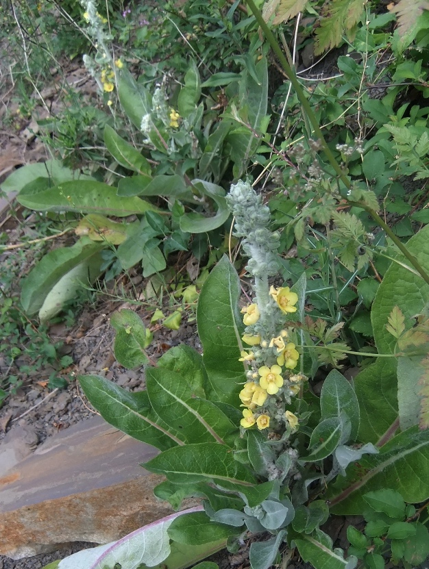 Изображение особи Verbascum gnaphalodes.