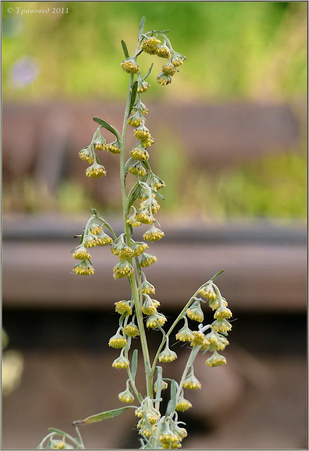 Image of Artemisia sieversiana specimen.