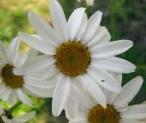 Pyrethrum clusii