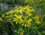 Senecio paludosus. Общее соцветие. Украина, Волынская обл., Ратновский р-н, северо-восточнее с. Залухов, возле оз. Святое, осушенное болото. 28 июля 2011 г.