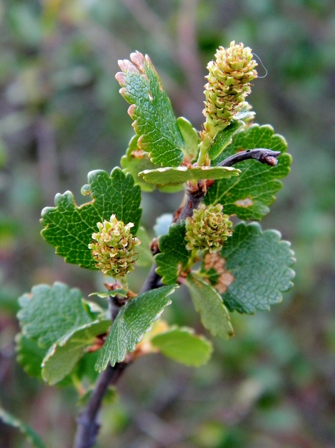 Image of Betula nana specimen.