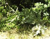 Onopordum acanthium. Цветущее растение. Копетдаг, Чули. Конец июня 2011 г.