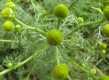 Matricaria discoidea. Верхняя часть растения с соцветиями. Ярославская обл., Углисчкий р-н, дер. Савино, балка в долине р. Корожечна, луг по склону балки. 24.06.2011.