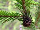 Picea obovata