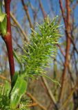 Salix &times; tetrapla