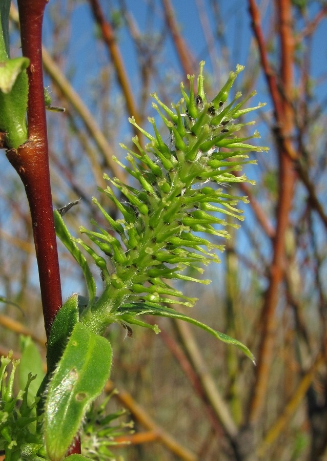 Изображение особи Salix × tetrapla.