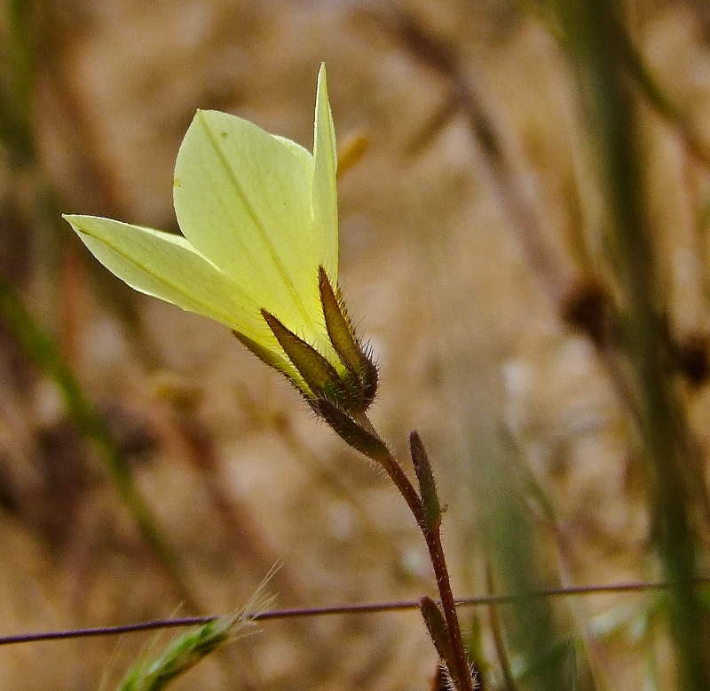 Изображение особи Campanula sulphurea.