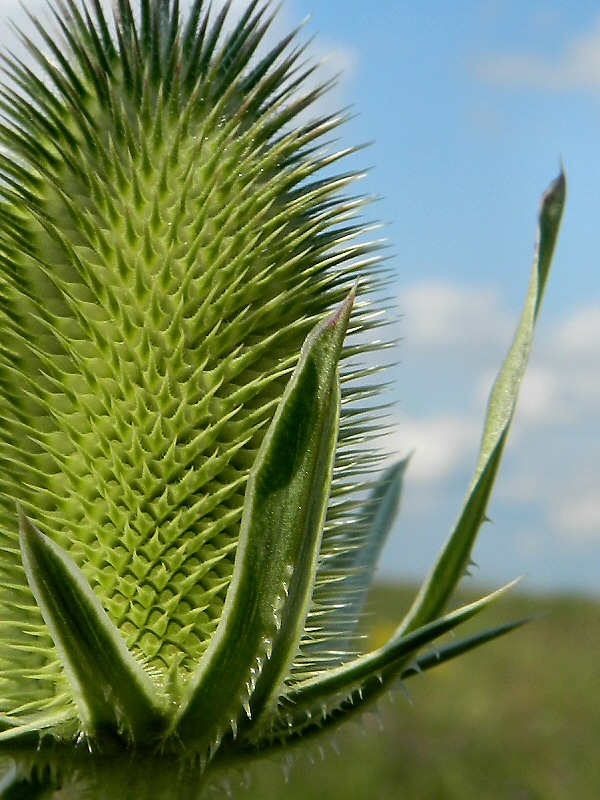 Изображение особи Dipsacus laciniatus.