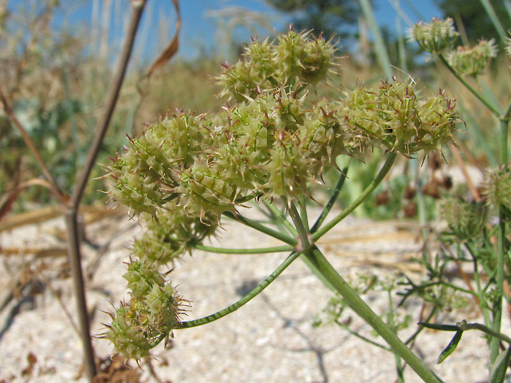 Изображение особи Astrodaucus littoralis.