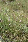 Dianthus karataviensis