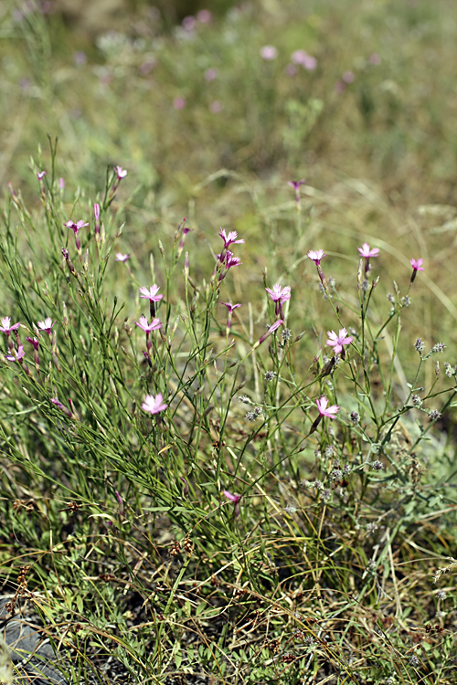 Изображение особи Dianthus karataviensis.