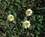 Dryas punctata. Цветущие растения. Забайкалье, хребет Кодар. 24.07.2007.
