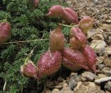 Oxytropis physocarpa. Плодоносящее растение. Респ. Алтай, Кош-Агачский р-н, Курайский хр., руч. Тыдтуярык. 19 июля 2010 г.