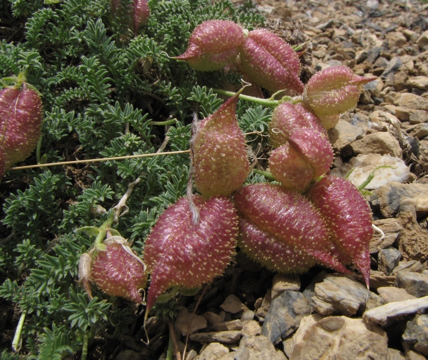 Изображение особи Oxytropis physocarpa.