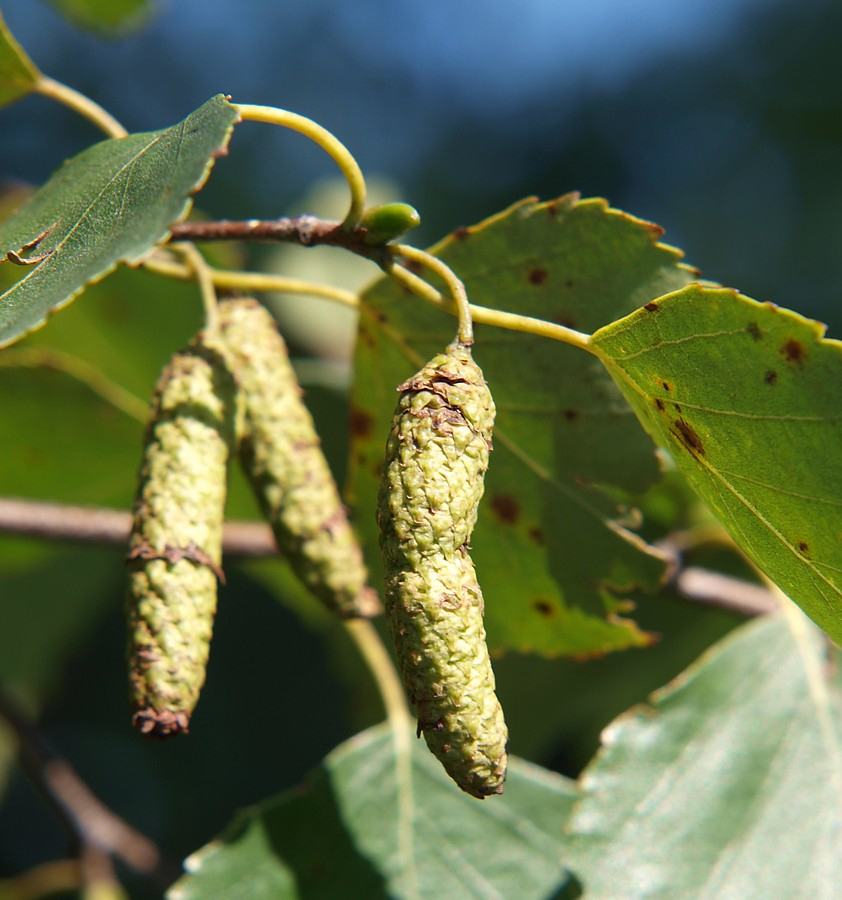 Image of genus Betula specimen.