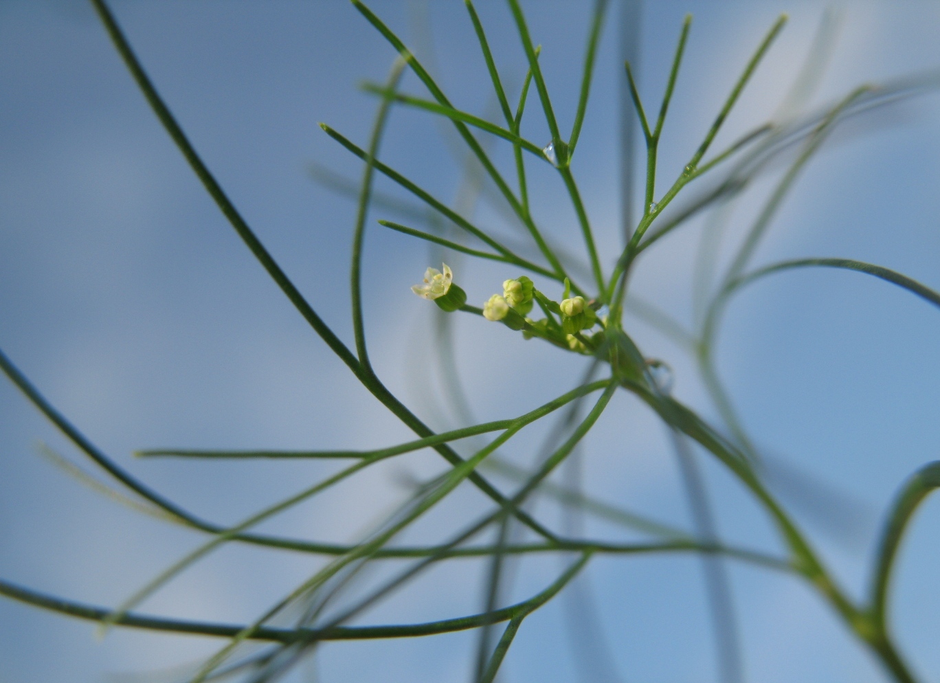 Изображение особи Cyclospermum leptophyllum.