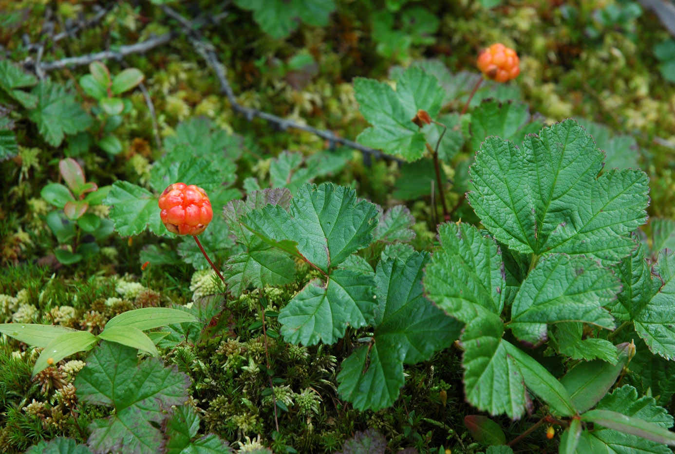 Image of Rubus chamaemorus specimen.