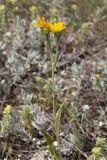 Inula oculus-christi