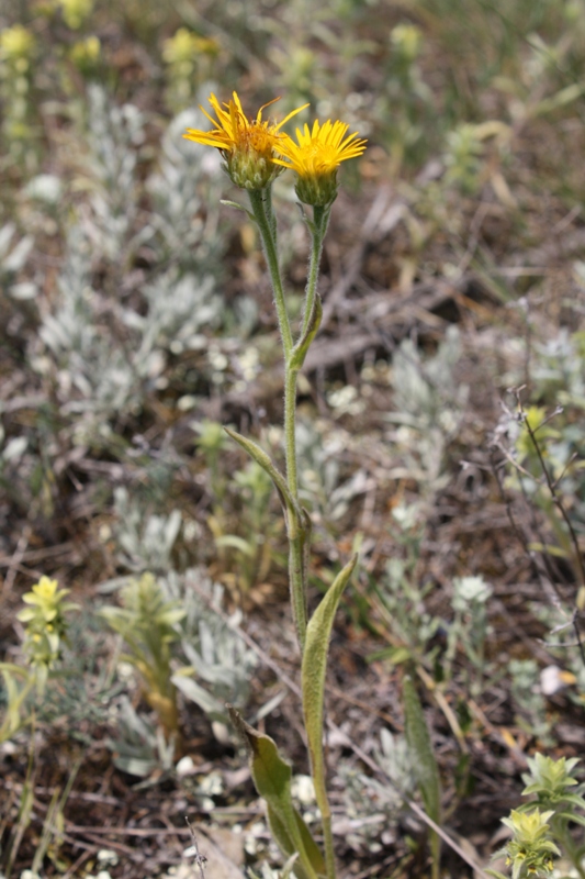 Изображение особи Inula oculus-christi.