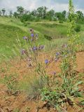 Anchusa azurea. Цветущее растение на гранитной крошке. Украина, Донецкая обл., Тельмановский р-н, окр. с. Гранитное, балка Хан-Тарама. 13.06.2011.