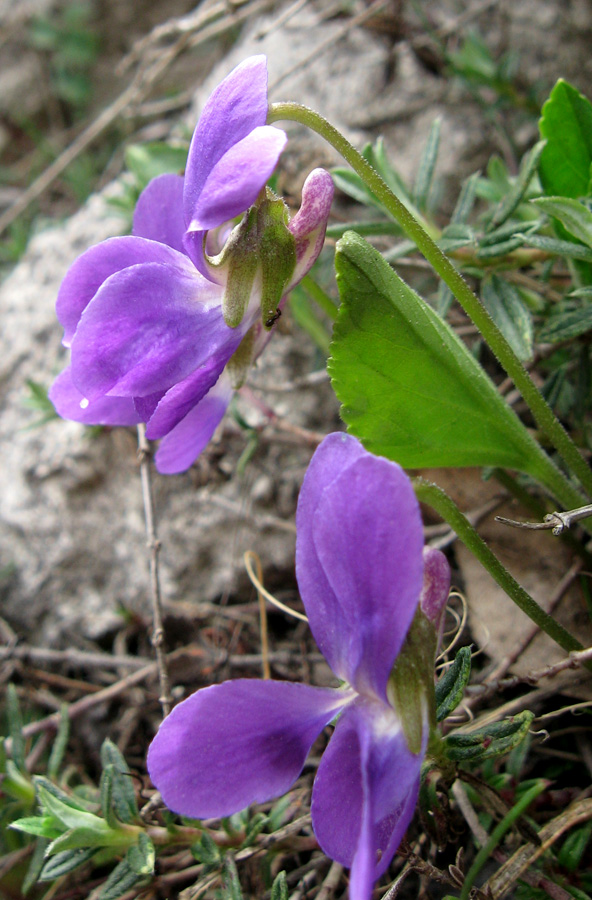 Изображение особи Viola ambigua.