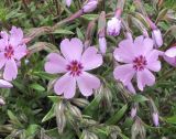 Phlox subulata. Цветущее растение. Владивосток, ботанический сад-институт ДВО РАН. 6 мая 2012 г.