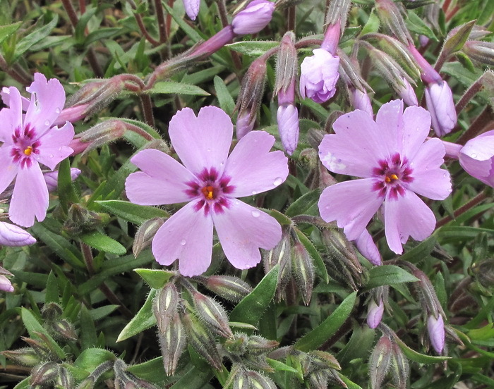 Изображение особи Phlox subulata.