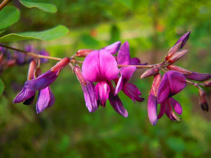 Image of Lespedeza bicolor specimen.